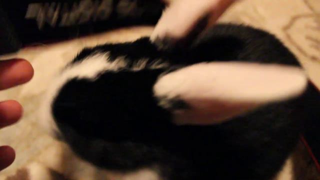 Слишком деловой, но забавный кролик. "Играй! Давай! Играй!" смотреть онлайн