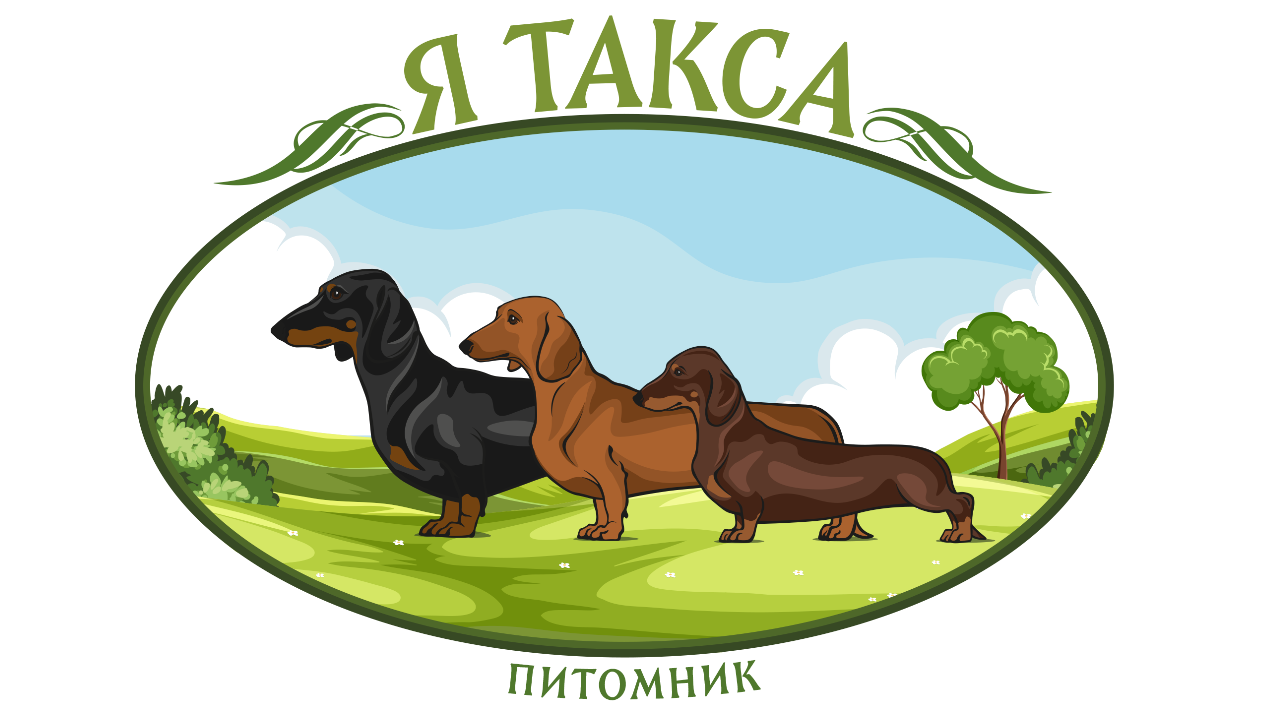 ?Я Такса Щенки таксы онлайн ? Dachshund Puppies Online