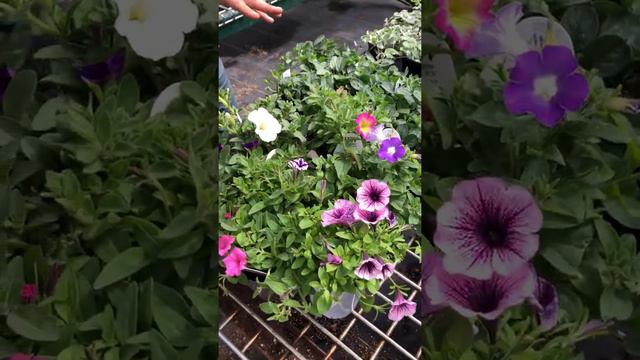 Jellyfish Hanging Basket Plant Options смотреть онлайн