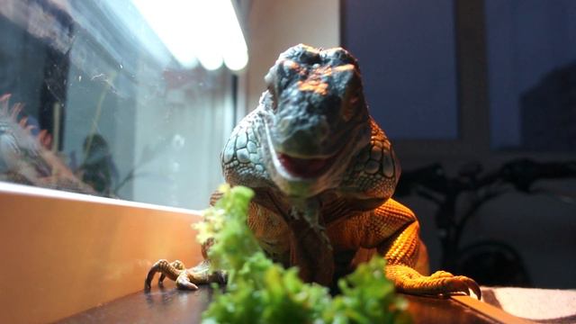 ИГУАНА икзк IGUANA смотреть онлайн