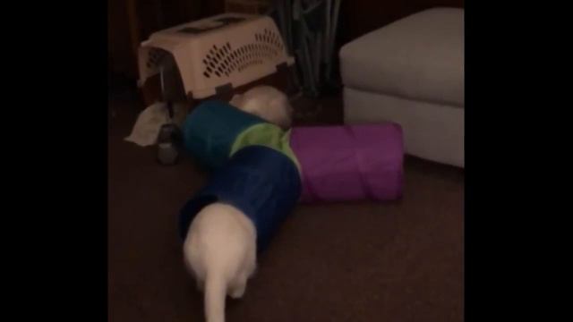Видео приколы ржачные до слез на ютубе 2019 - Смешные животные МатроскинТВ смотреть онлайн