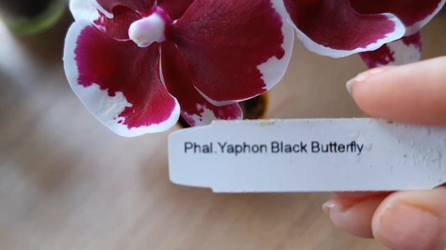 Phal. Yaphon Black Butterfly та Phal. Green World Snakeskin смотреть онлайн