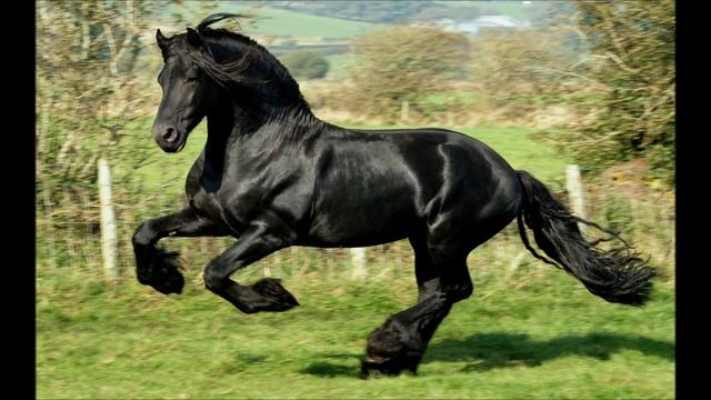 Цыганская песня "Грай миро" смотреть онлайн