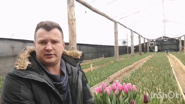 Капельный полив на тюльпаны смотреть онлайн