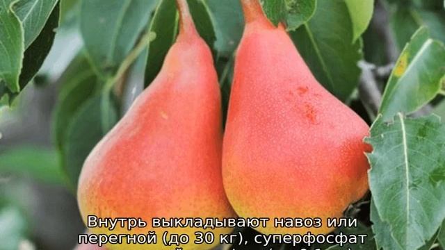 Груша Нарядная Ефимова смотреть онлайн