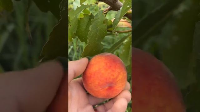 Персик Посол Мира первый сигнальный урожай. смотреть онлайн