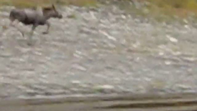 Moose, Morkoka, Mirny, Republic of Sakha (Yakutia) смотреть онлайн