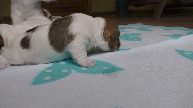 Puppies opened eyes and First steps of puppies / Funny dog Jack Russell Terrier puppy смотреть онлайн