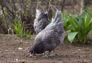 Куры Доминант глазами обывателя