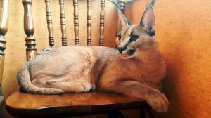 Домашняя рысь! Можно ли держать дома рысь?