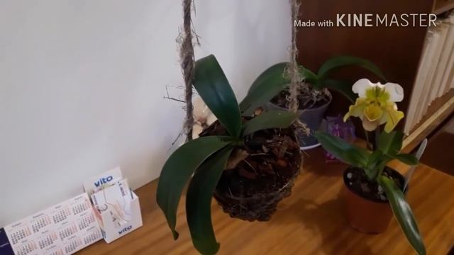 Орхидеи обзор: венерин башмачок, Cymbidium, дендробиум бери ода, твинкль, мильтония сансет .....