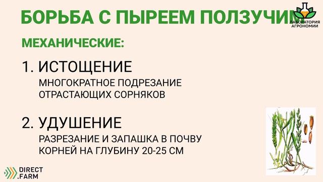 Пырей ползучий. Меры борьбы с сорняком смотреть онлайн