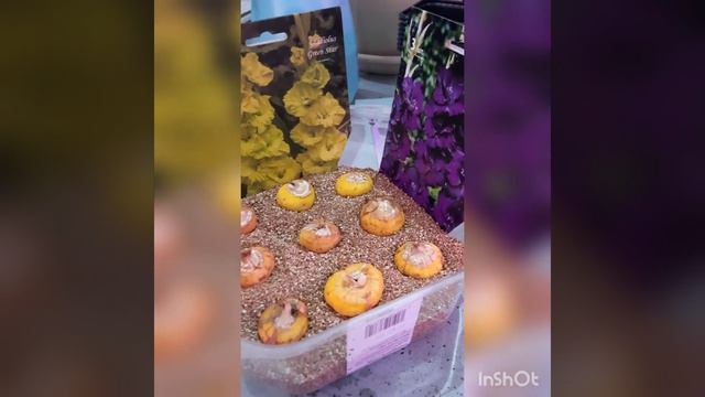 Гладиолусы / весна / выгонка смотреть онлайн