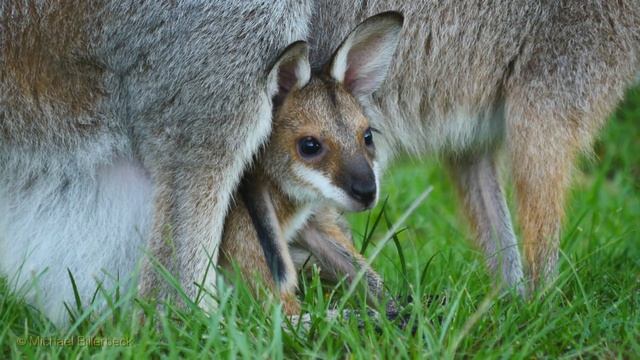 Red-necked Wallaby (Macropus rufogriseus banksianus ♀) with Joey [2] смотреть онлайн