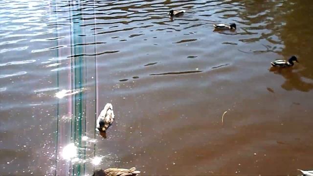 Парк в Гатчине. Парк. Гатчина. Кусочек парка в Гатчине часть 8. Вечерняя прогулка по парку в Гатчин смотреть онлайн