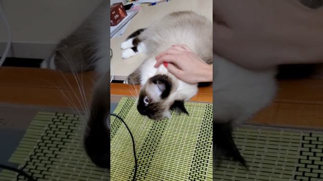 Как долго кошки могут помнить обиду?