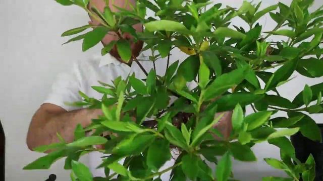 Repotting and Pruning an Azalea Pre-Bonsai | How to make bonsai смотреть онлайн