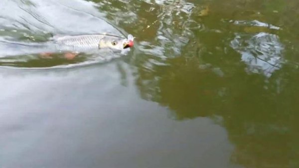 Сплавом за Голавлём