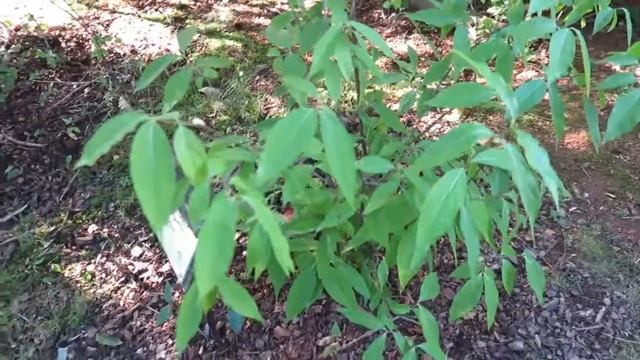 Chimonanthus praecox zimokvět časný смотреть онлайн