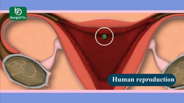 Human Reproduction System | How are people being Producing? смотреть онлайн
