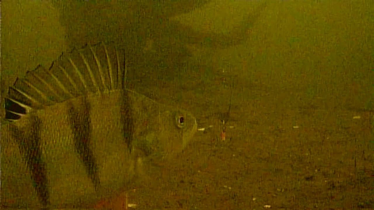 Поиск судака и крупного окуня с помощью камеры FocusFish