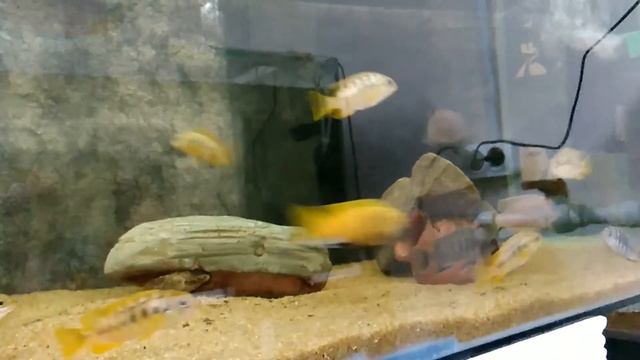 Ухаживания самца золотой зебры смотреть онлайн