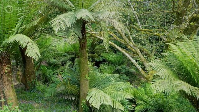 When the Rainforests Collapsed смотреть онлайн