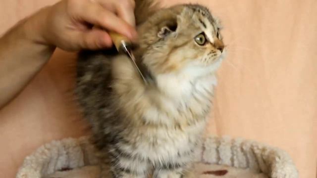 Говорящая красотка 👸 🤗🤗🤗🤗😻🌠
Эсмеральда Малый Лев
хайленд фолд)
Резерв питомника 💓
SFL n 24 смотреть онлайн