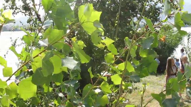 Не расскажет ручей говорливый смотреть онлайн