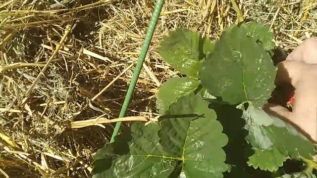 Фаворит среди сортов земляники крупноплодной "Лиза" // Секреты хороших урожаев. смотреть онлайн