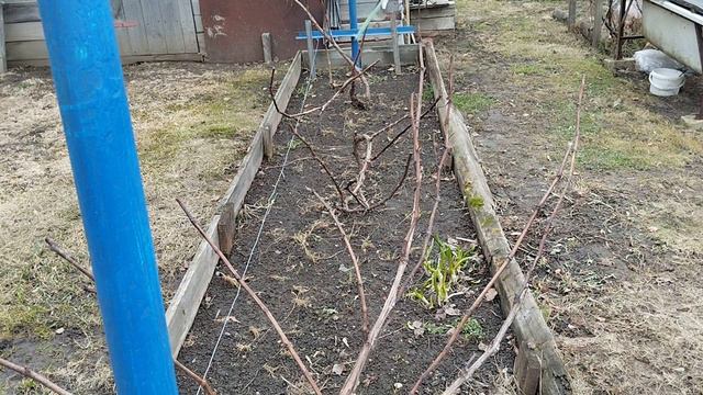 Первая весенняя подкормка винограда: чем и как подкормить растение. смотреть онлайн