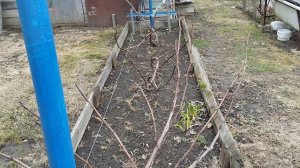 Первая весенняя подкормка винограда: чем и как подкормить растение.