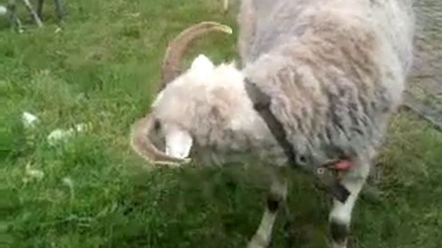 Контактный зоопарк. Маша и Коза смотреть онлайн