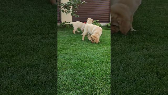 порода лабрадор ретривер