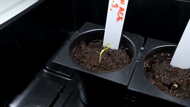 Balcony Vegetable Garden: Preparations, Tools And Sowing Tomatoes & Peppers | Vlog 1