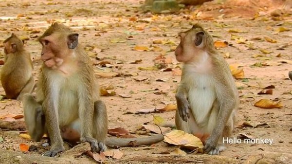 MG  monkey Rei when meet mini monkey Asia they would like friendly style .