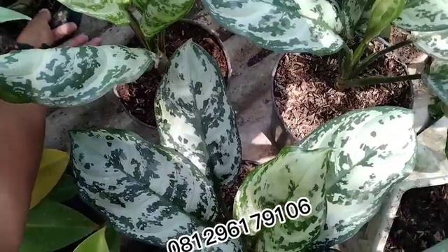 part 143 review harga tanaman hias murah meriah ‼️081296179106 смотреть онлайн