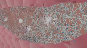 Свёртывающая и  антисвертывающая система крови