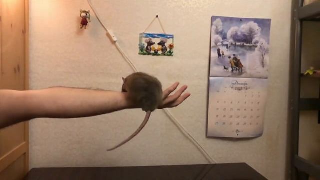 Зачем крысе хвост смотреть онлайн