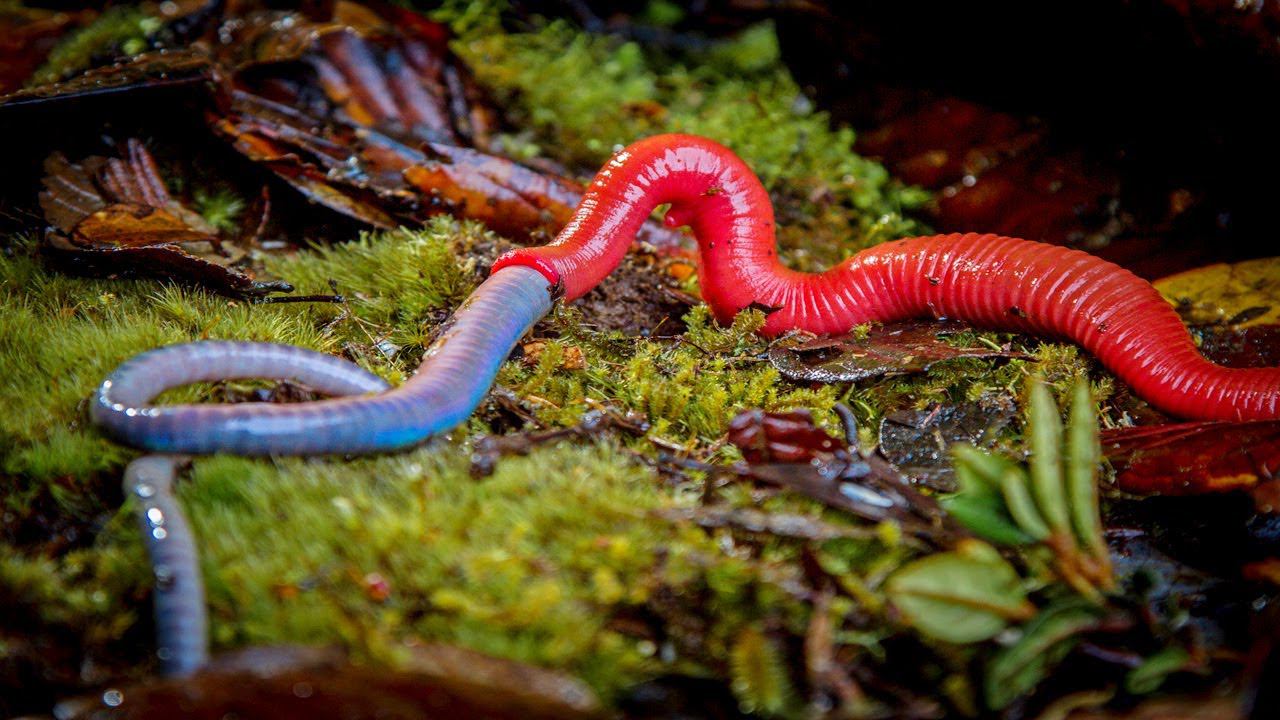 Эти существа заглатывают червей как спагетти! смотреть онлайн