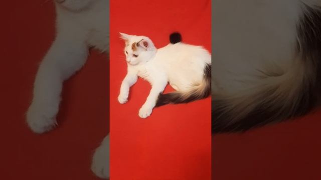 трёхцветный котёнок в дар смотреть онлайн