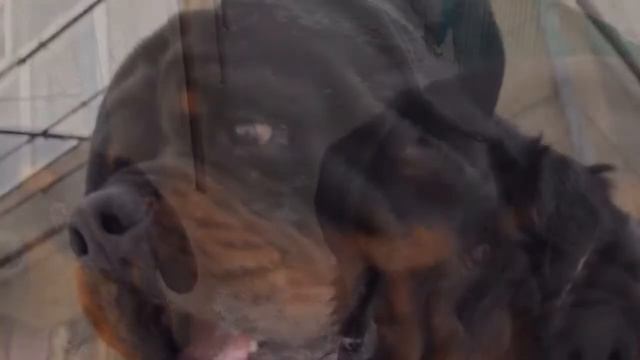 14 января Дарк Загра и мама 21 смотреть онлайн