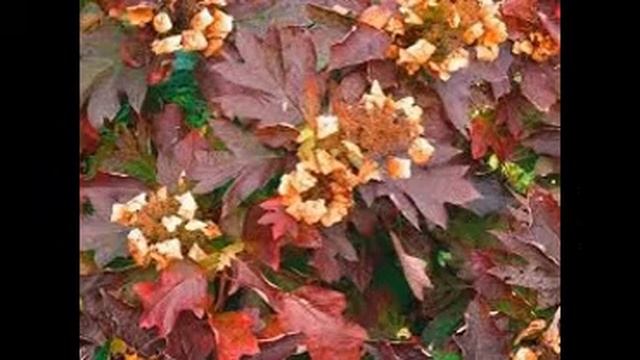 Самые необычные цвета осенних листьев!