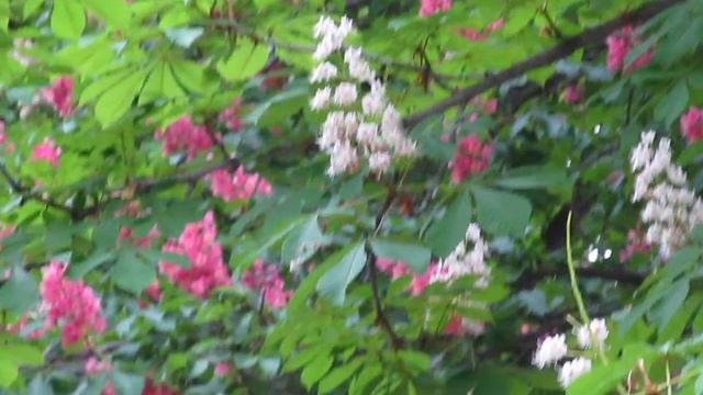 Цветущая Молдавия Приднестровье Прогулка по Рыбнице 12 05.2017 г. смотреть онлайн