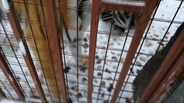 Хитроумная пума и просто умная тигрица. смотреть онлайн
