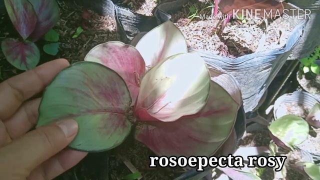 100+ Rare Plant Collections (plant Varieties With Names)