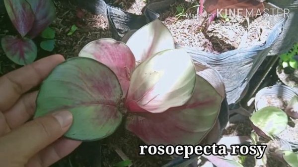 100+ Rare Plant Collections (plant varieties with names)