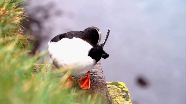 Puffin Facts For Kids | Atlantic Puffins