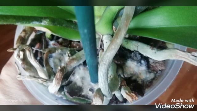 МОИ ОРХИДЕИ.Плесень на коре в горшке с орхидеей! Как избавилась.//Что на цветоносе Beautiful smile? смотреть онлайн