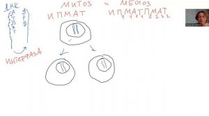 Митоз и мейоз кратко для ОГЭ